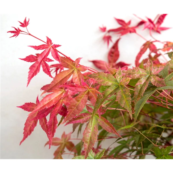 Acer palm Benimaiko - Image 7