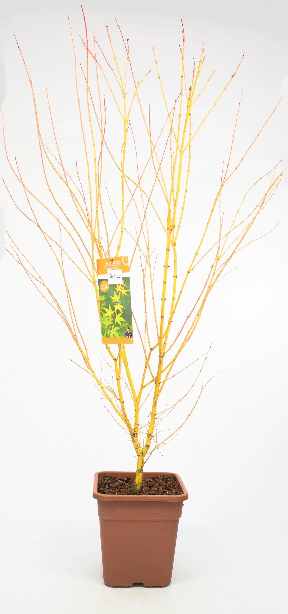 Acer palm. Bi hoo - Image 2