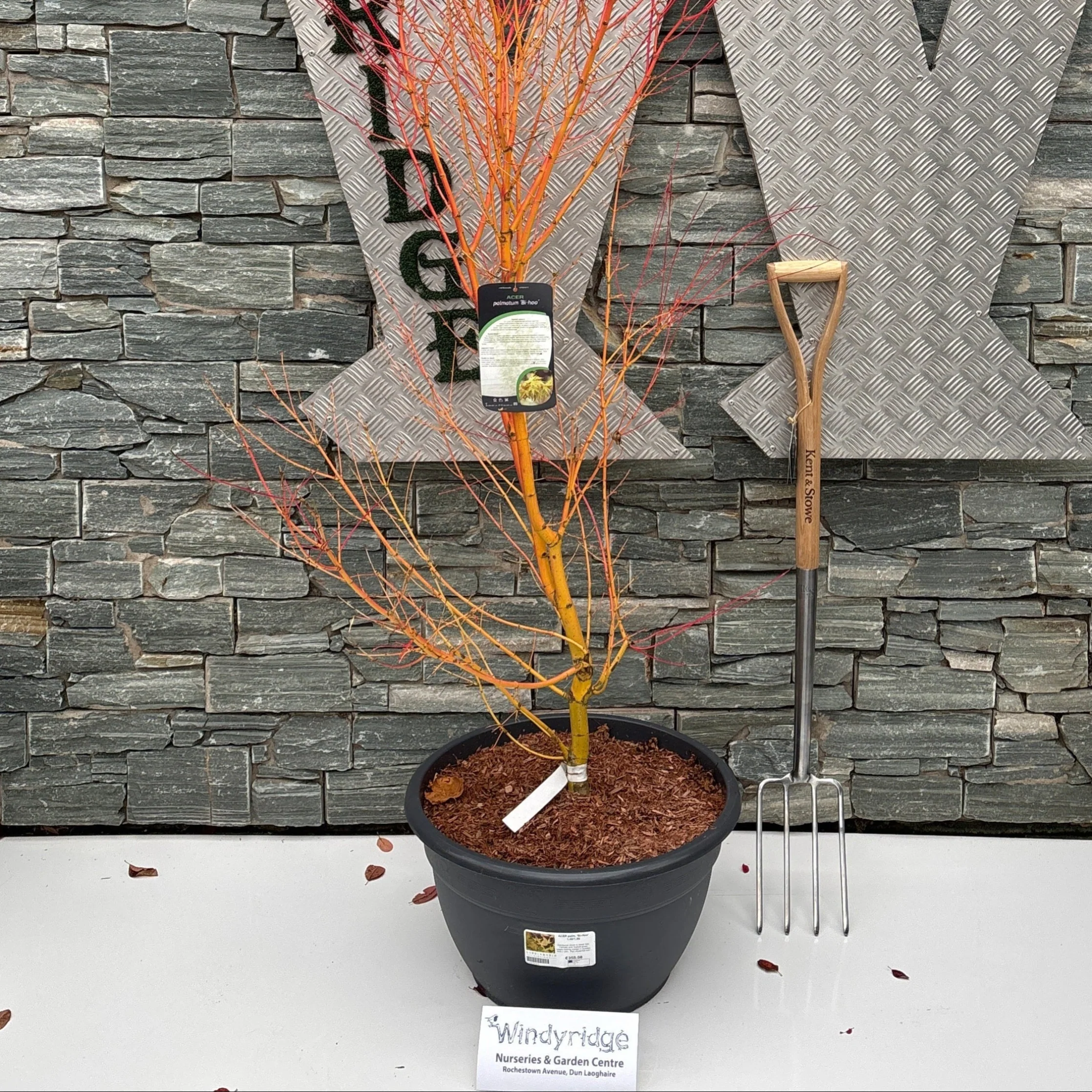 ACER palm. Bi-Hoo 1.30/1.50