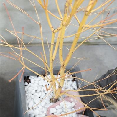 Acer palm. Bi hoo