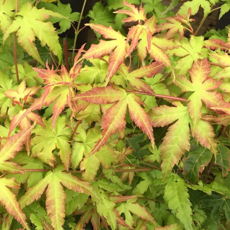 Acer palm. Bi Hoo