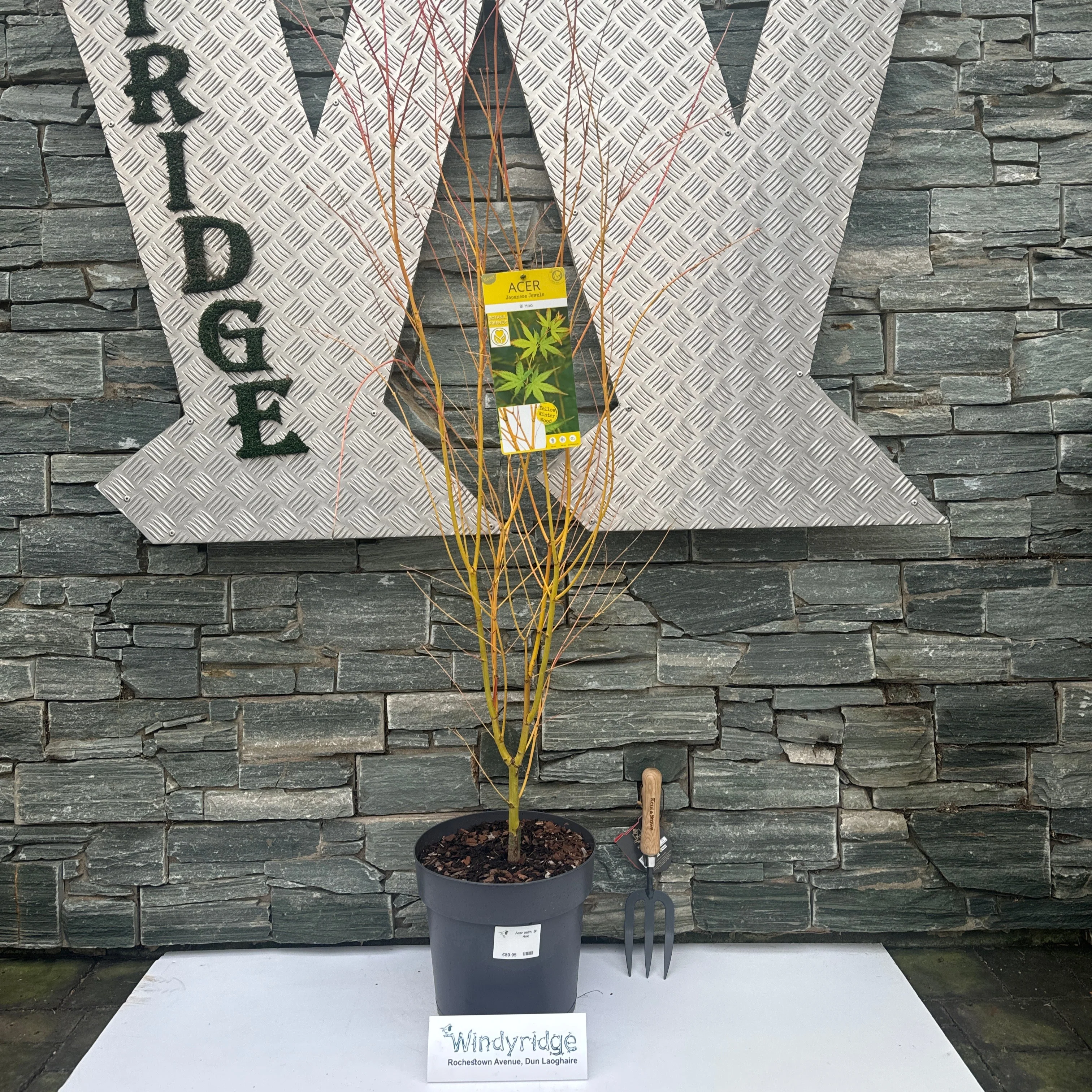 Acer palm. Bi Hoo - Image 2