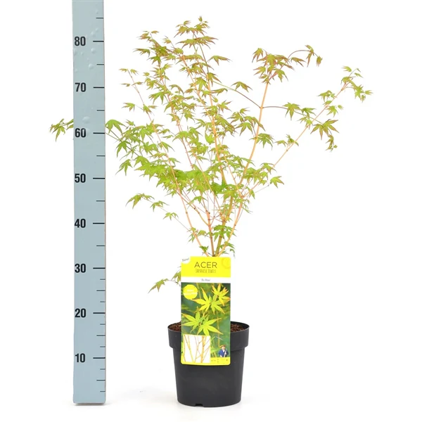 Acer palm. Bi hoo - Image 2