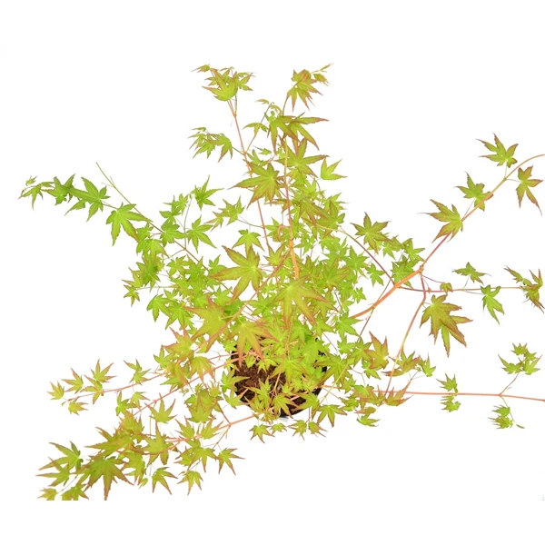 Acer palm. Bi hoo - Image 3