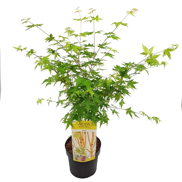 Acer palm. Bi hoo - Image 4