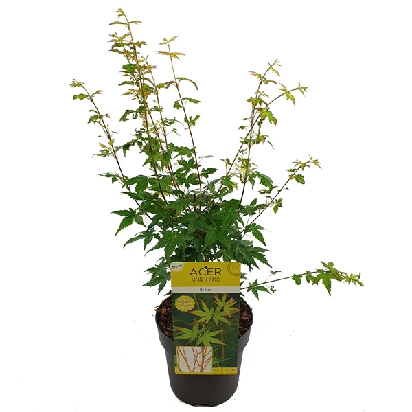Acer palm. Bi hoo - Image 5