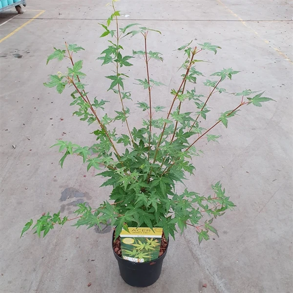 Acer palm. Bi hoo - Image 8