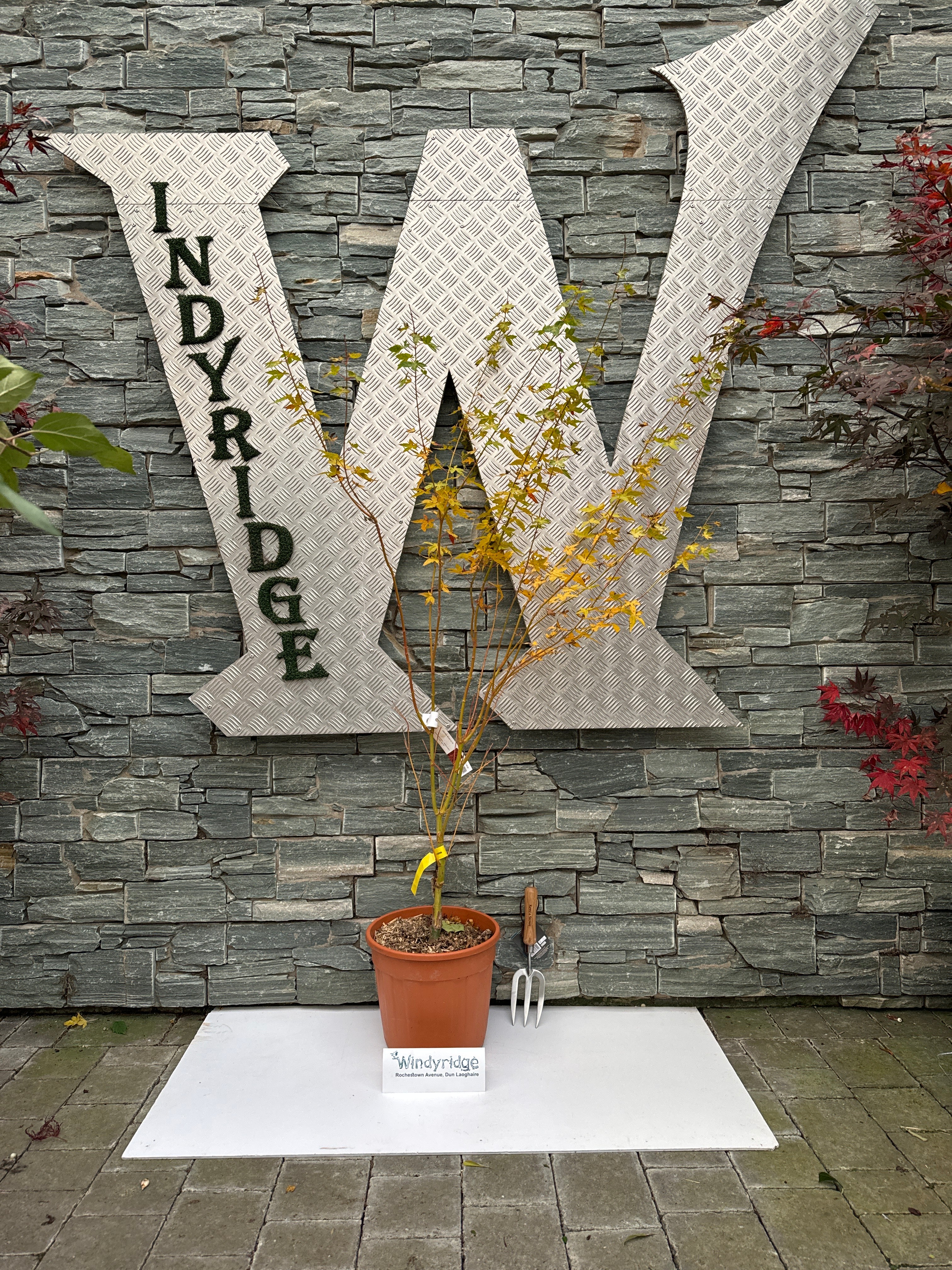 ACER PALM. BI HOO CLT 15 - Image 3
