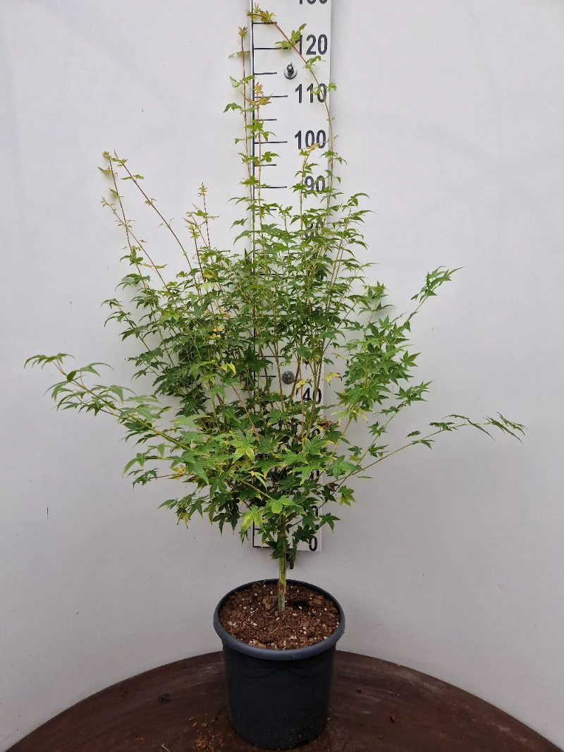ACER PALM. BI HOO CLT 25 - Image 2