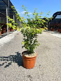 ACER PALM. BI HOO CLT 25 - Image 3