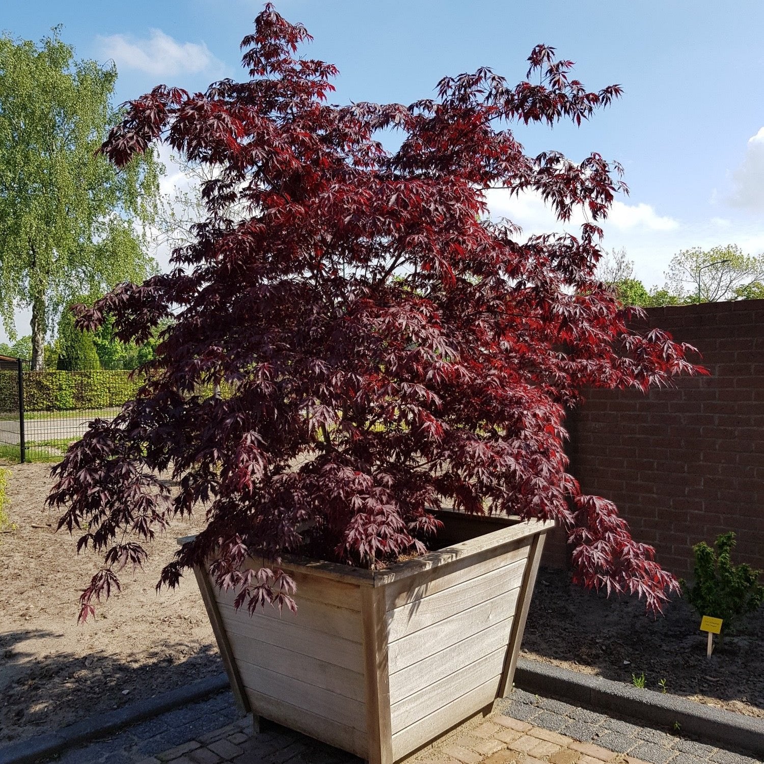 Acer palm. Black Lace