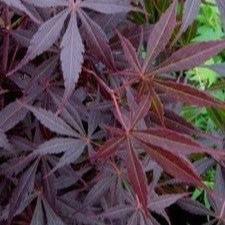 Acer palm. Black Lace - Image 3