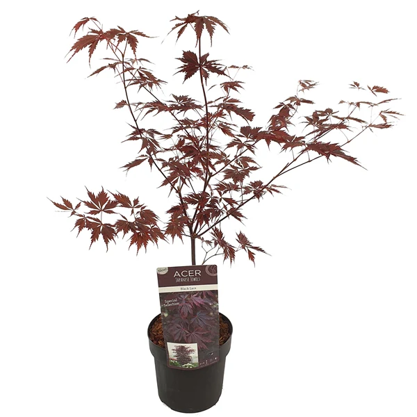 Acer palm. Black Lace - Image 4