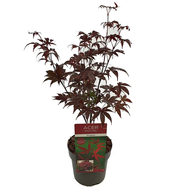 Acer palm Bloodgood - Image 4