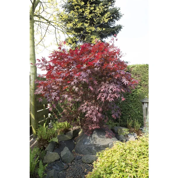 Acer palm Bloodgood - Image 5