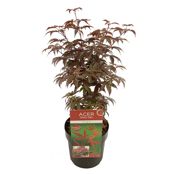 Acer palm Bloodgood - Image 6