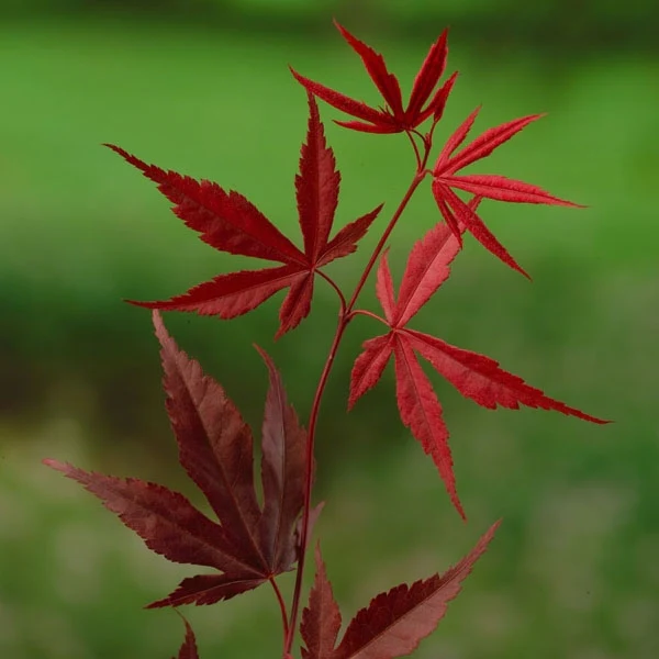 Acer palm Bloodgood - Image 7