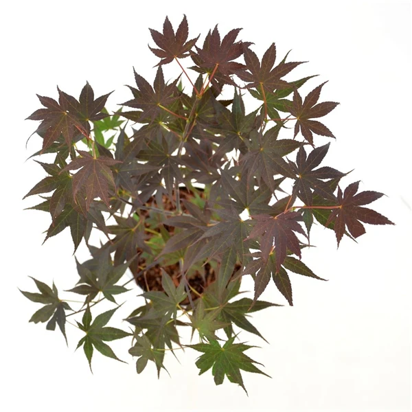 Acer palm Bloodgood - Image 8