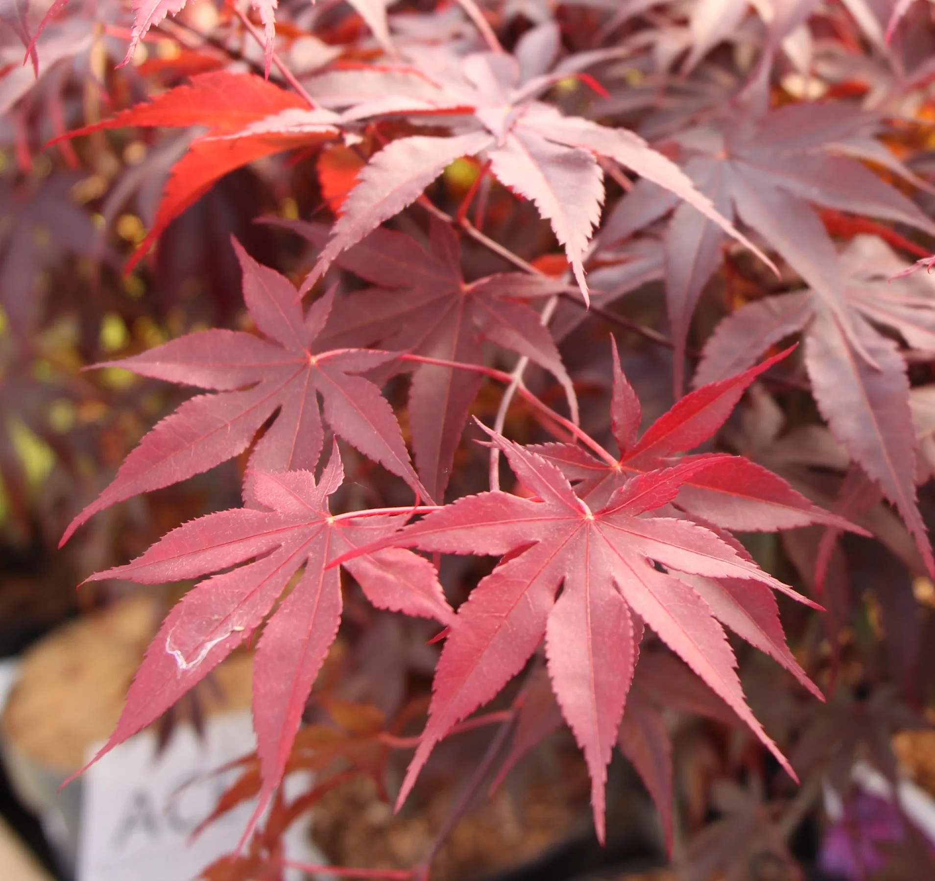 ACER PALM. BLOODGOOD  CLT 25 H 125 - 150 CM - Image 2