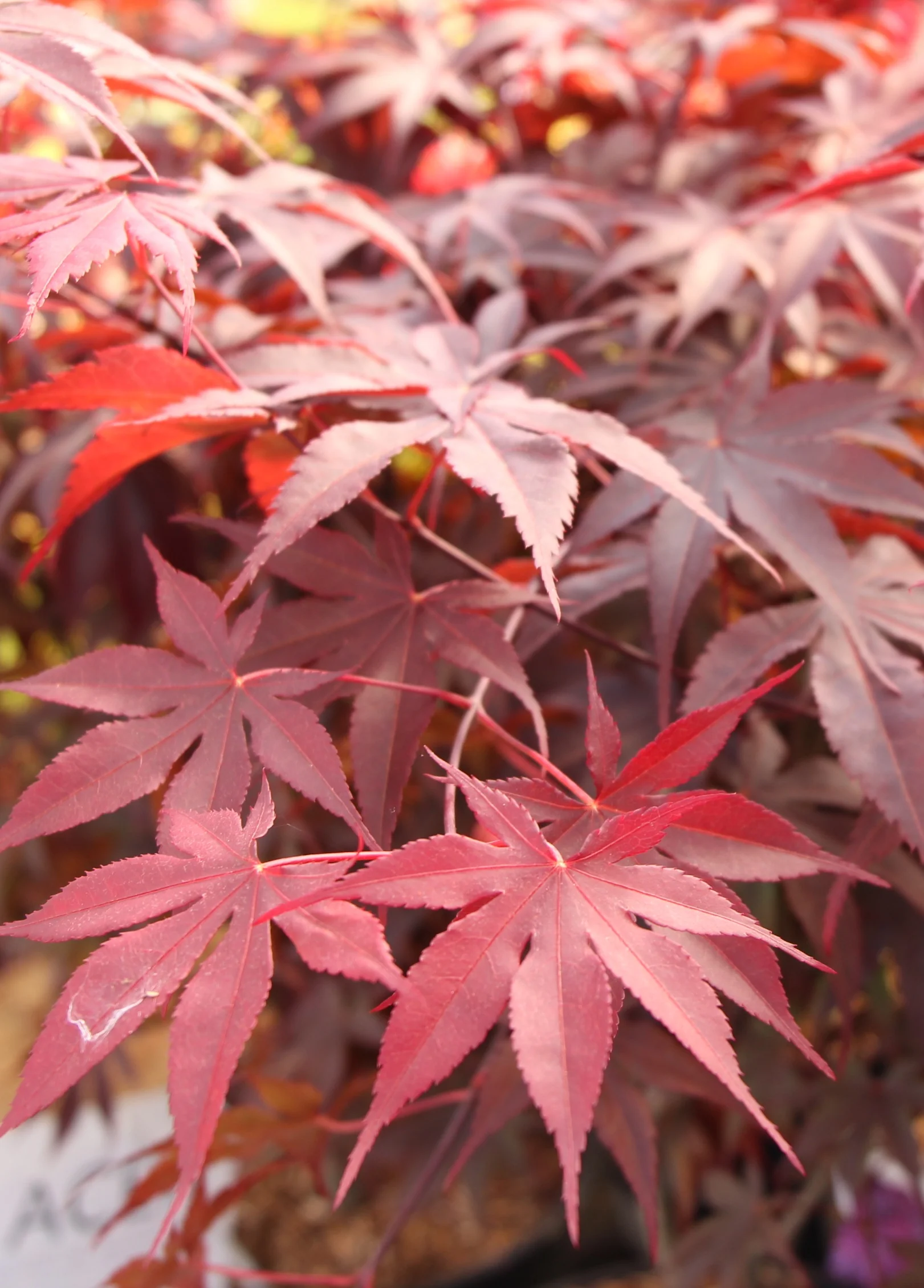 ACER PALM. BLOODGOOD (INN.) VQ LT. 14