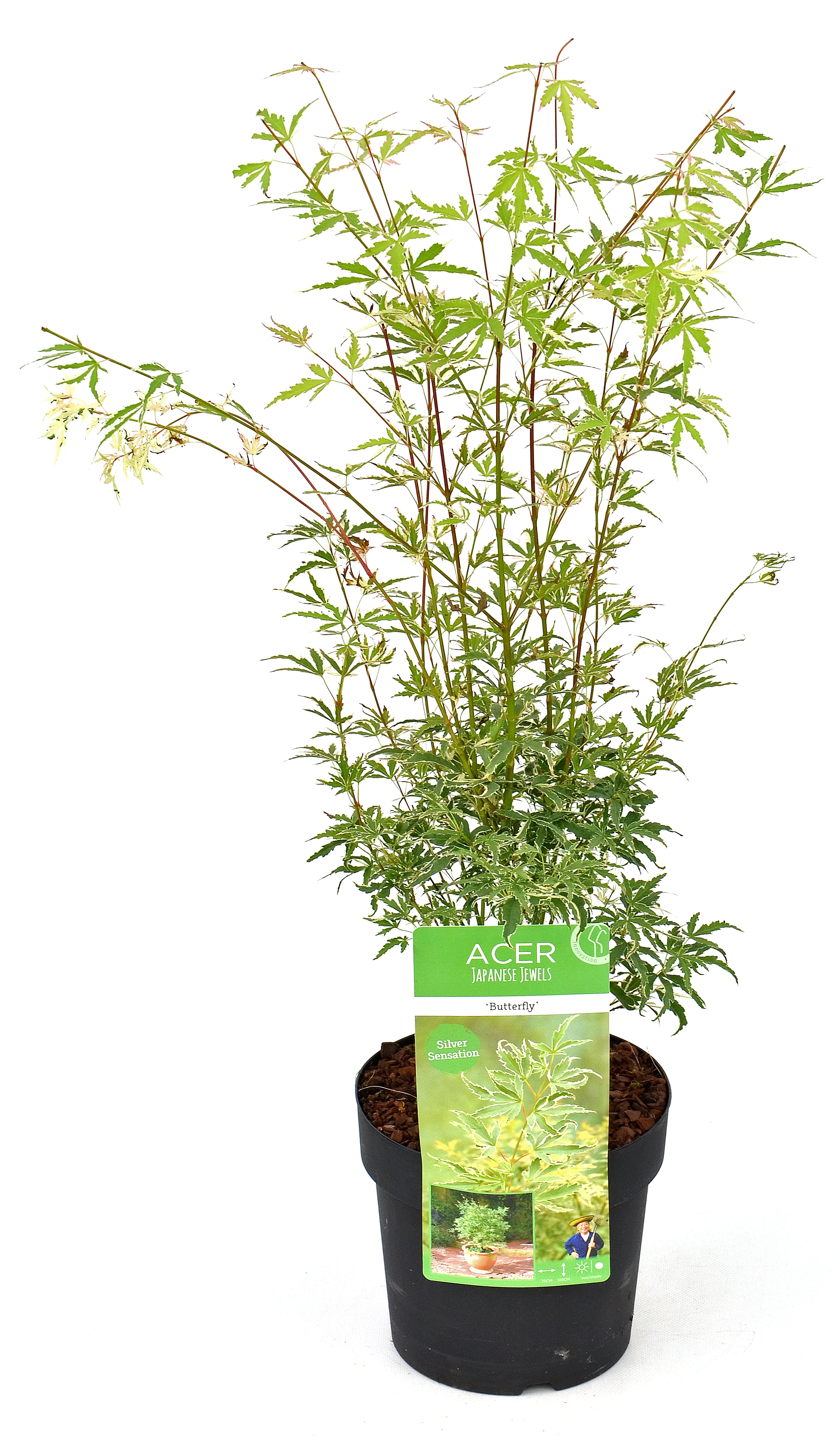 Acer palm. Butterfly - Image 2