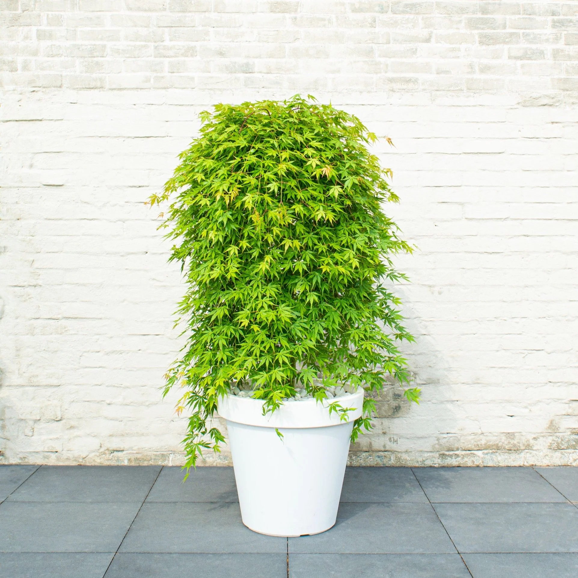 Acer palm. Cascade Emerald