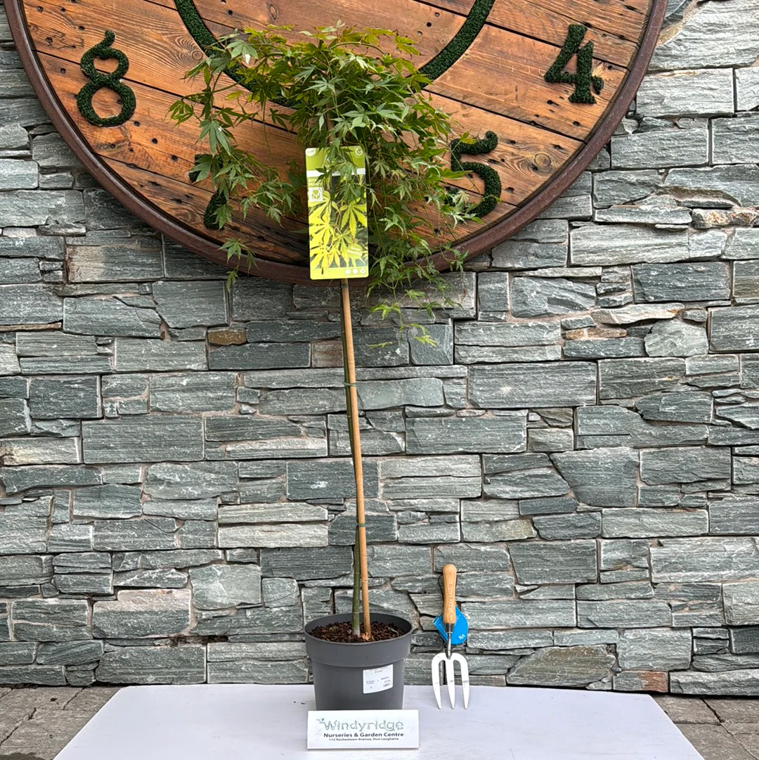 Acer palm. Cascade Emerald - Image 2