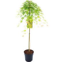 Acer palm. Cascade Emerald - Image 3