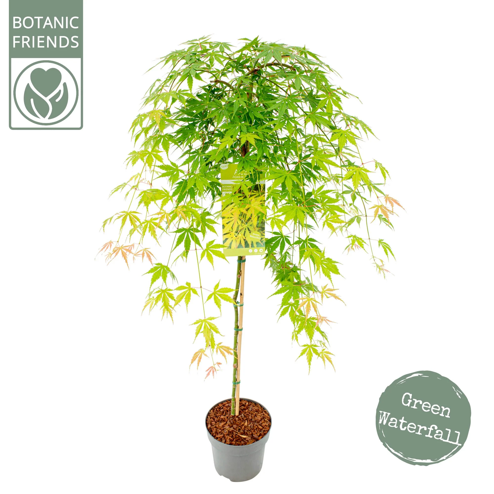 Acer palm. Cascade Emerald - Image 4