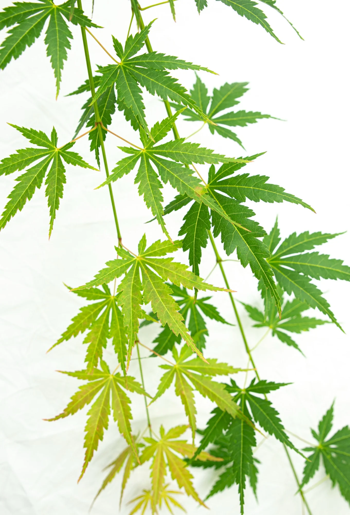 Acer palm. Cascade Emerald - Image 5