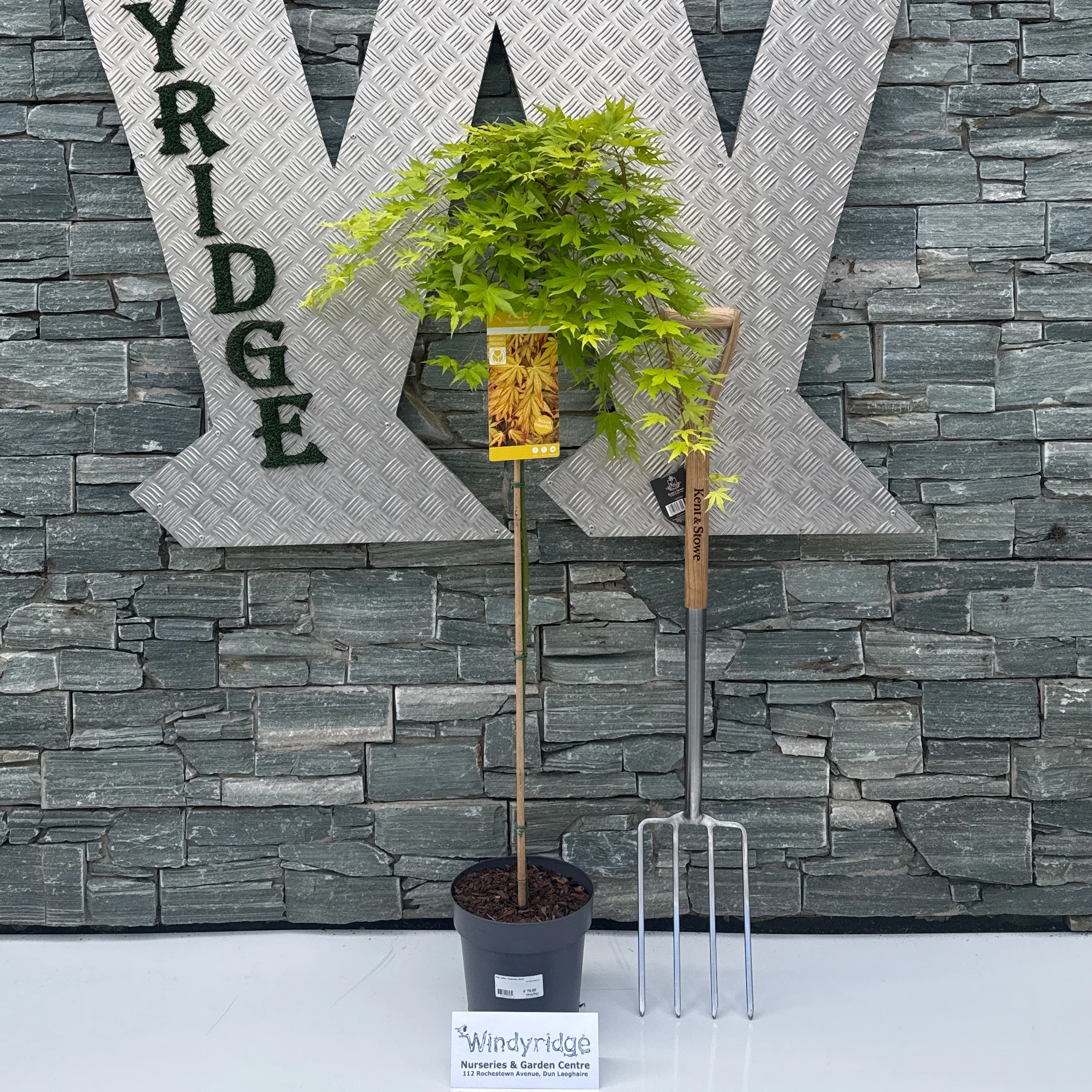 Acer palm. 'Cascade Gold' 90 CM STEM C6.5