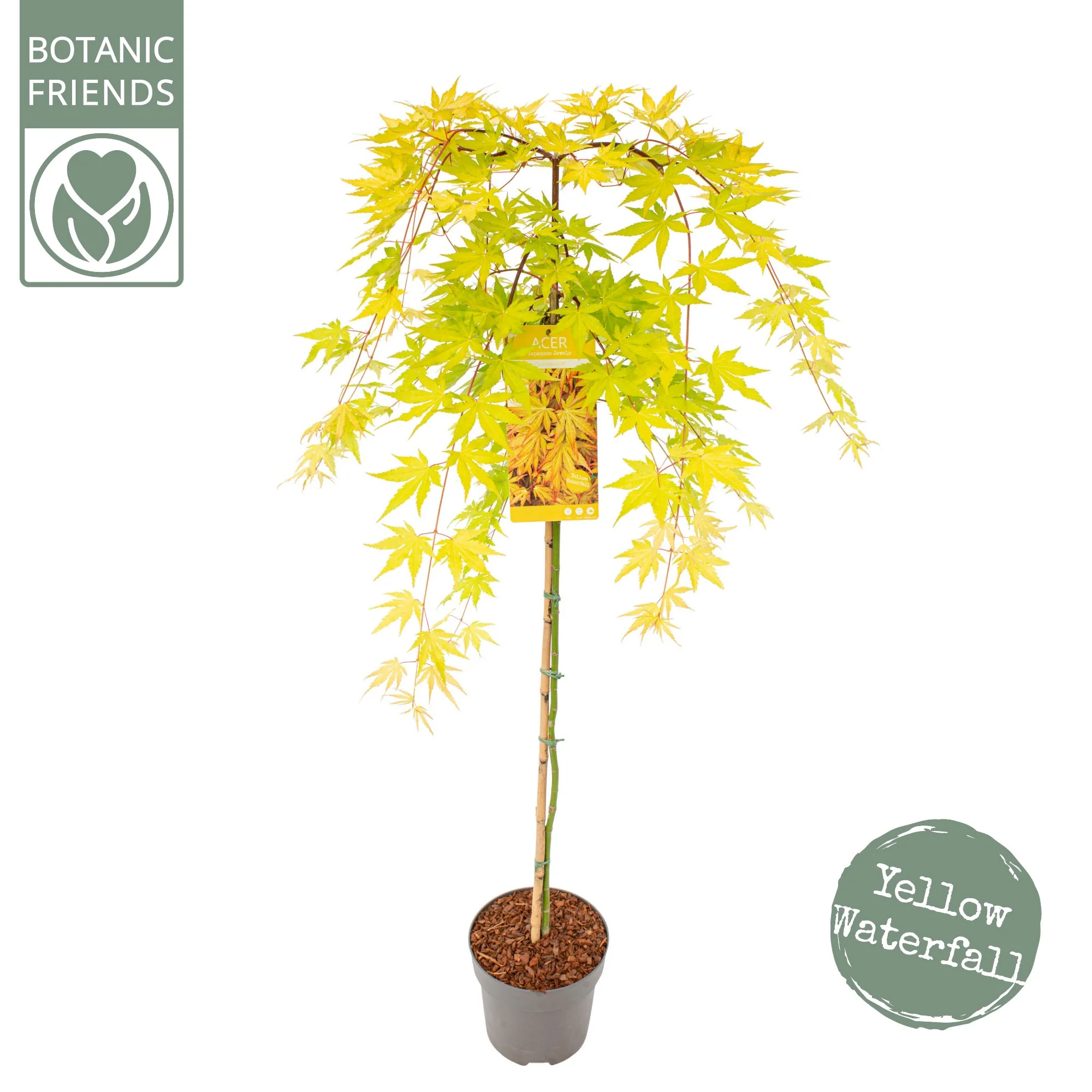 ACER PALM.  CASCADE GOLD  (PBR) - Image 4