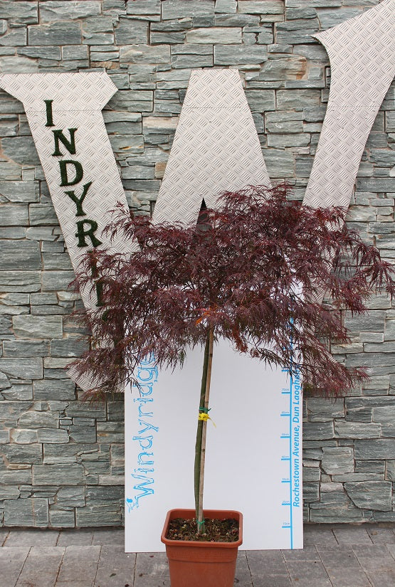 ACER PALM.DISS. GARNET VQ LT. 18 TRONCO 90 CM 1/2 STD