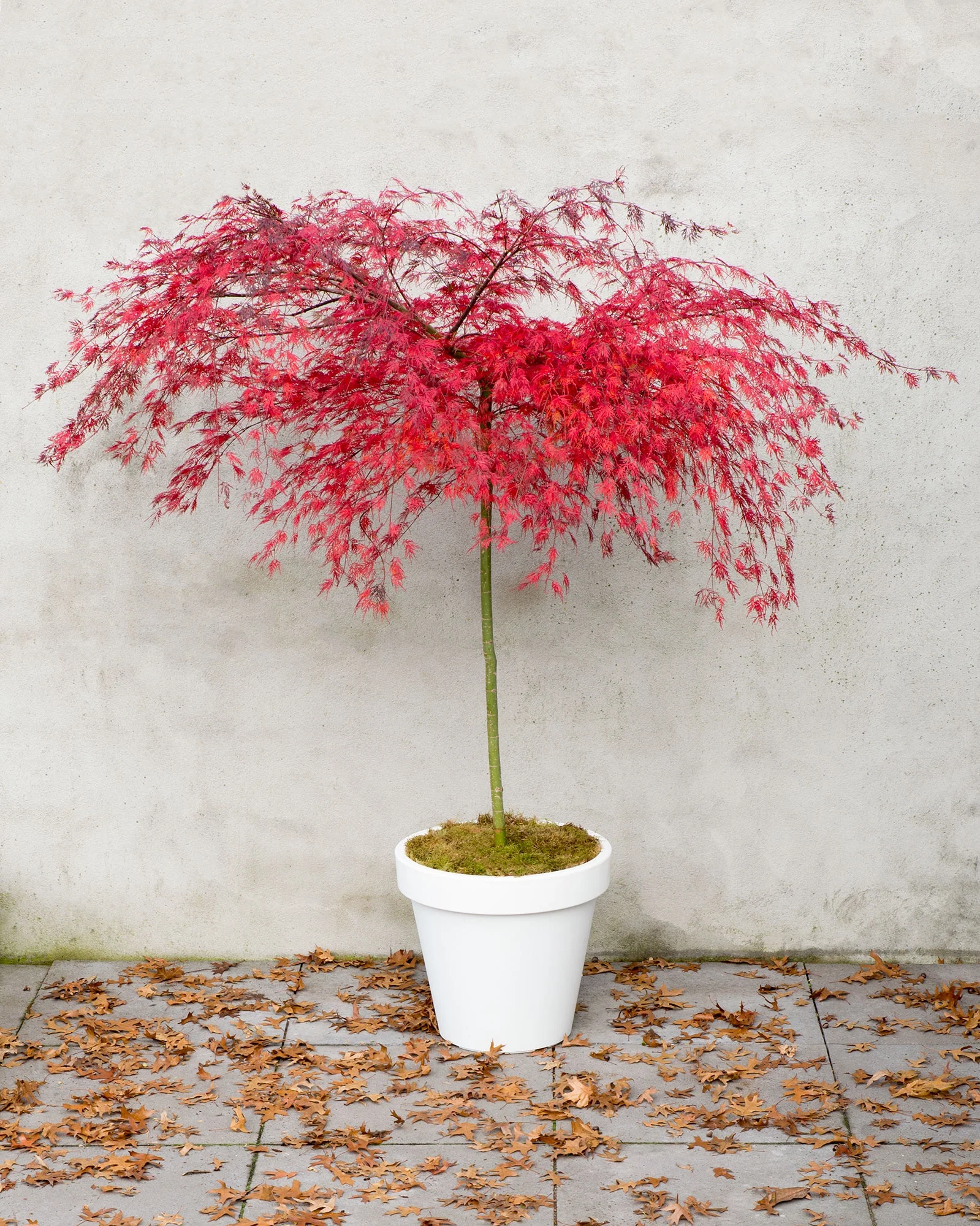 Acer palm. Emerald Lace - Image 3