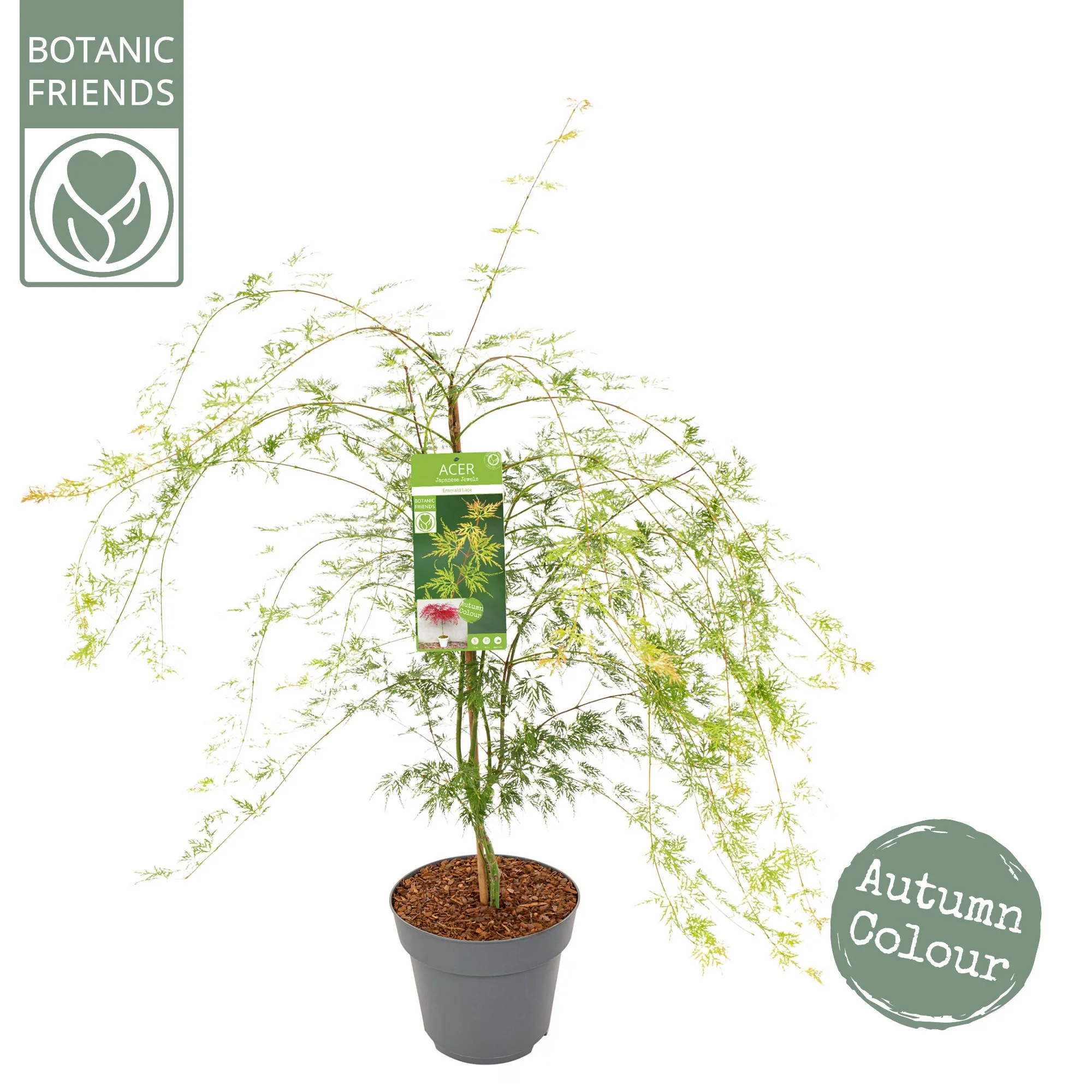Acer palm. Emerald Lace - Image 5