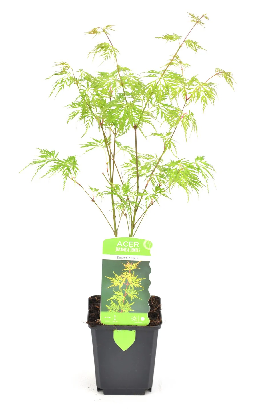 Acer palm. Emerald Lace - Image 2