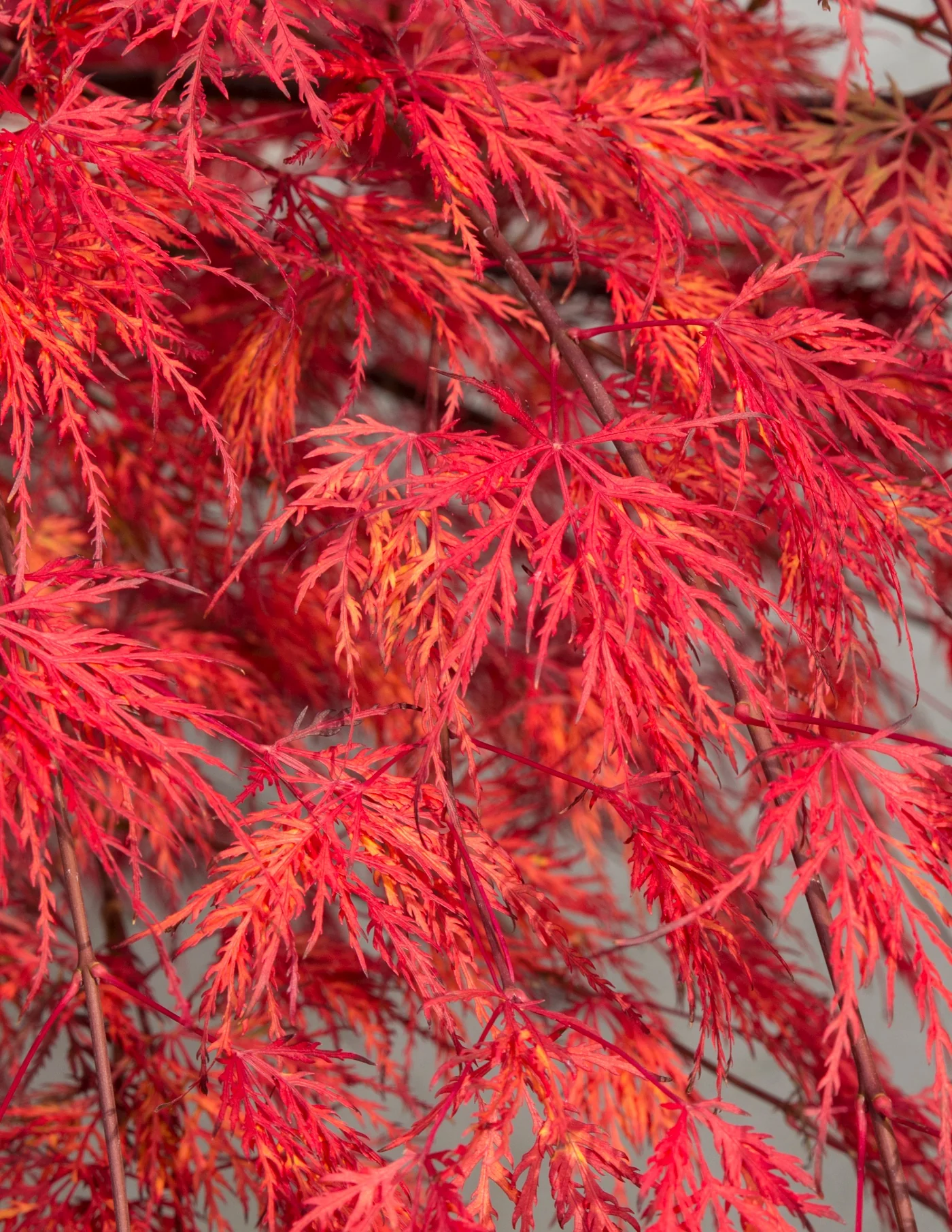 Acer palm. Emerald Lace - Image 4