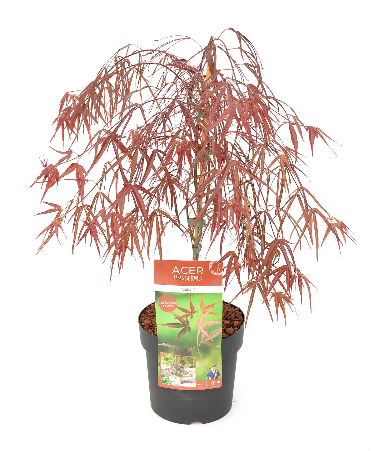 Acer palm. Enkan