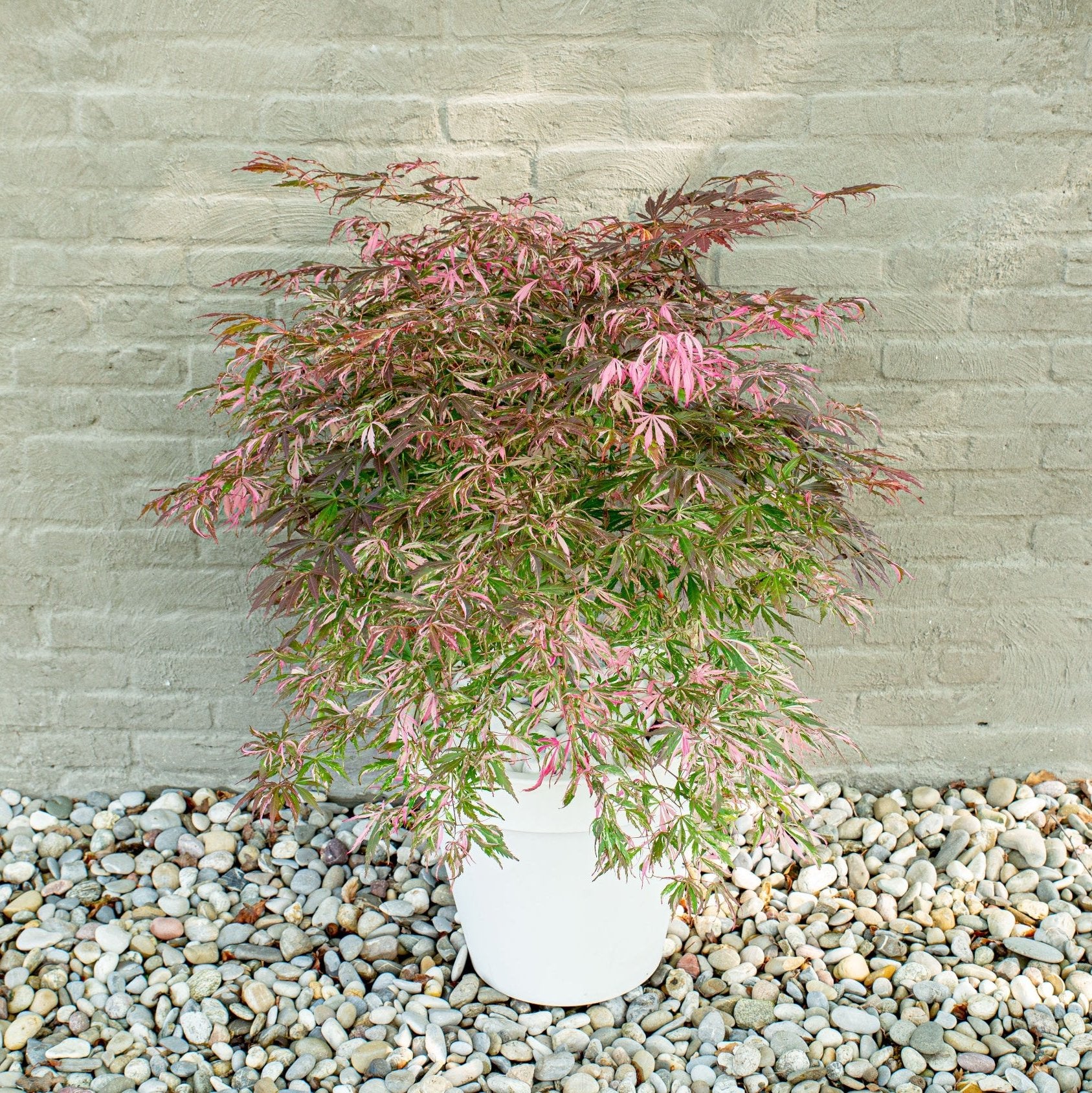 ACER PALM. EXTRAVAGANZA (PBR) - Image 3