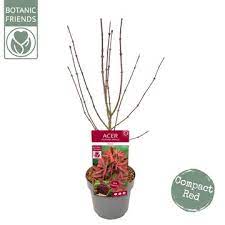 ACER PALM. EXTRAVAGANZA (PBR) - Image 4