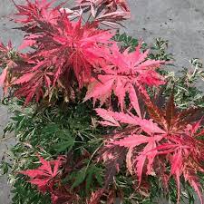ACER PALM. EXTRAVAGANZA (PBR) - Image 5