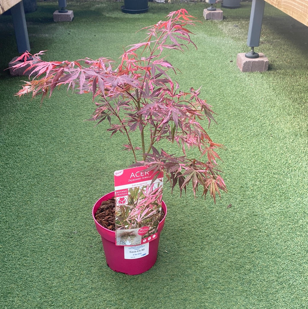 ACER PALM. EXTRAVAGANZA (PBR) - Image 6
