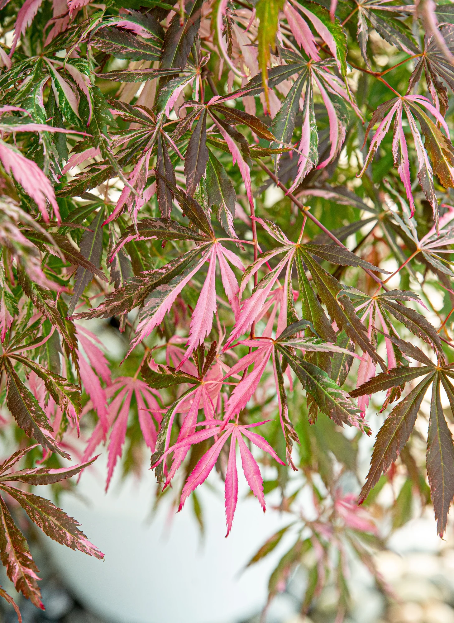 ACER PALM. EXTRAVAGANZA (PBR) - Image 7
