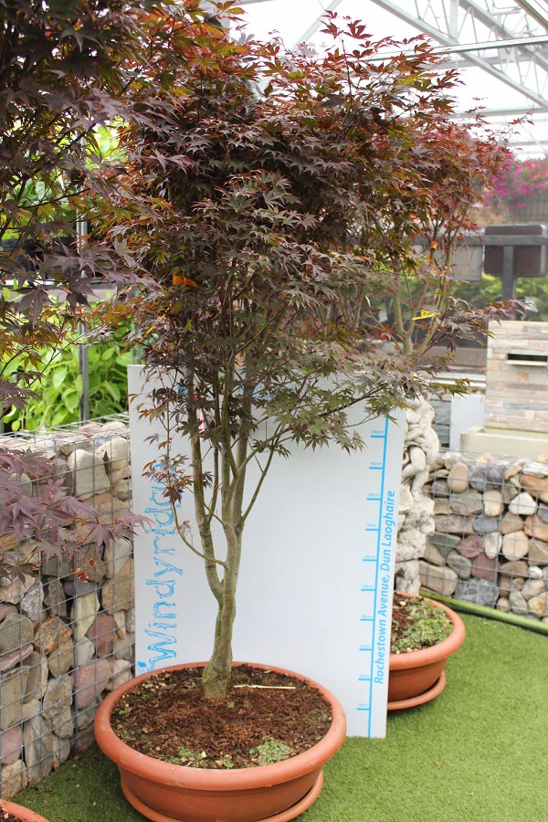 ACER PALM. FG1 (INN.) CIOTOLA  H 175 - 200 CM   FUNGO