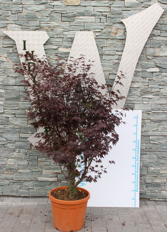 ACER PALM. FG1 (INN.) CLT 25 H 125 - 150 CM