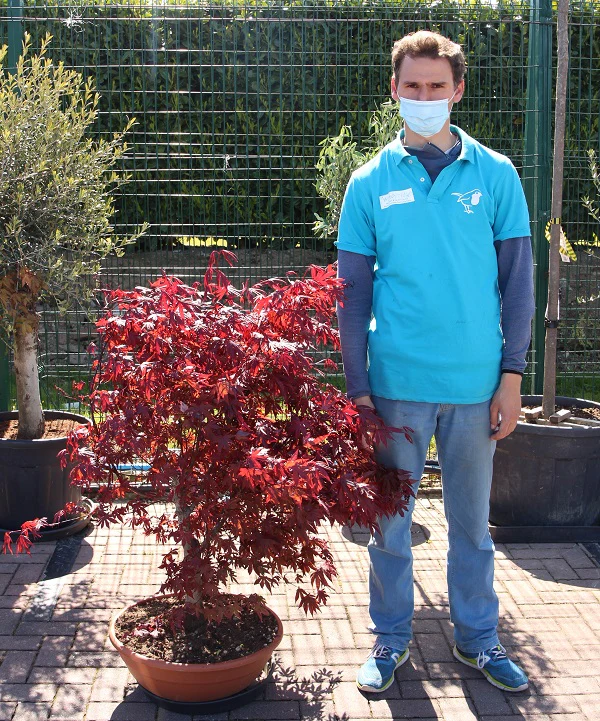 ACER palm. Fireglow