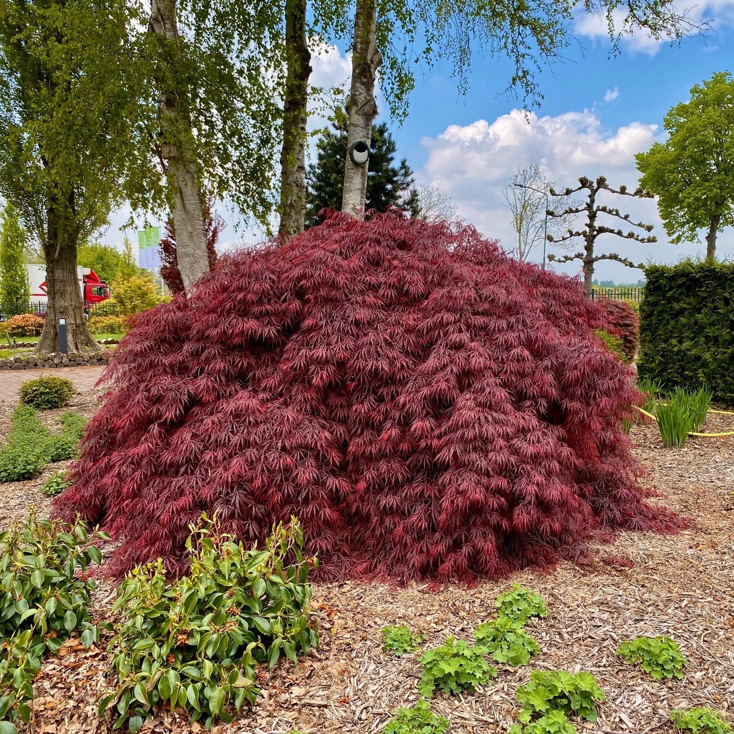 Acer palm. Garnet Tower