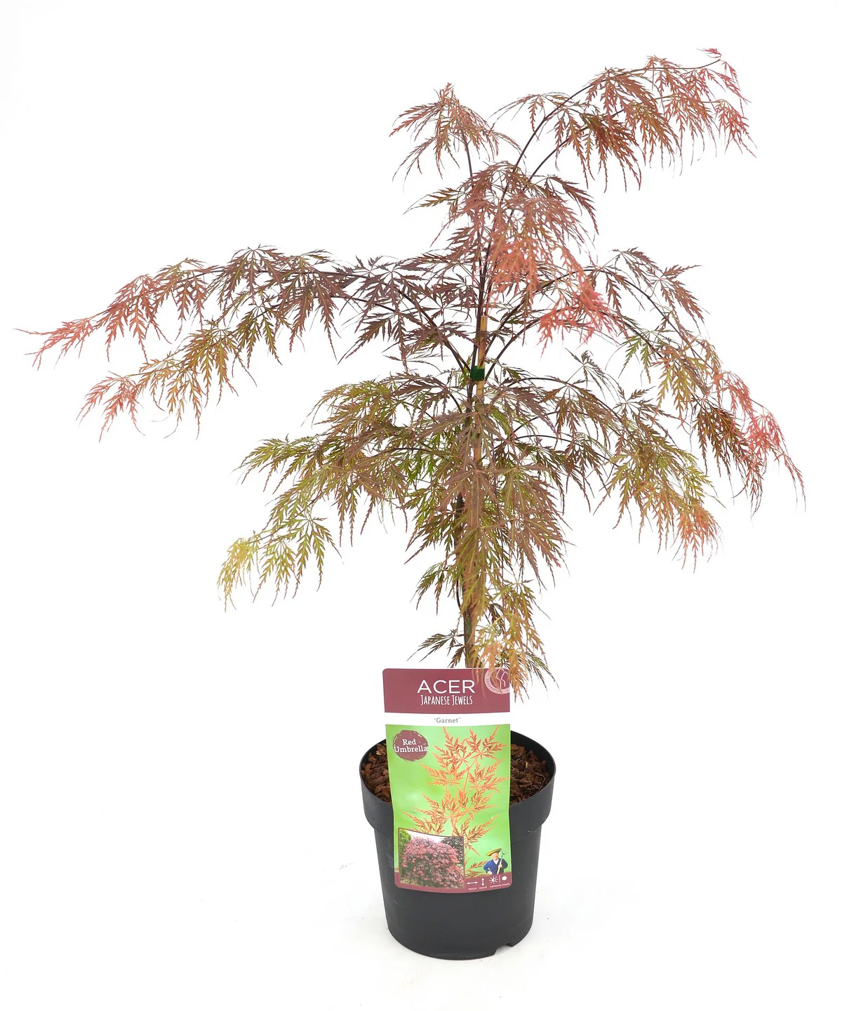 Acer palm. Garnet Tower - Image 2