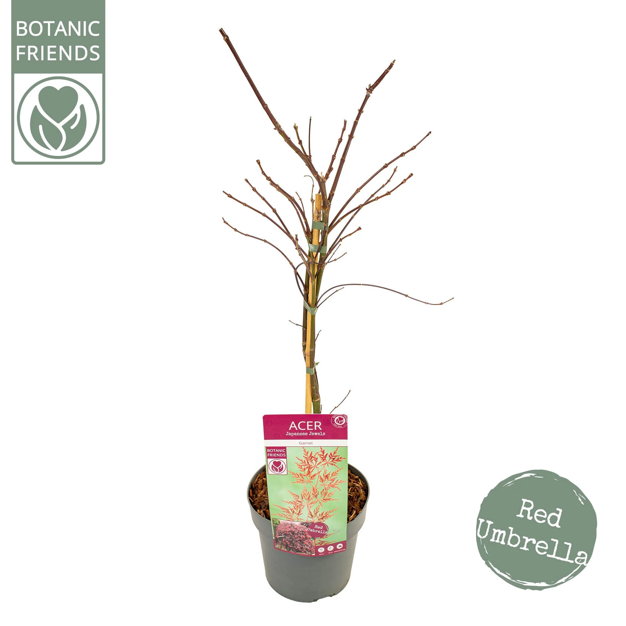 Acer palm. Garnet Tower - Image 3