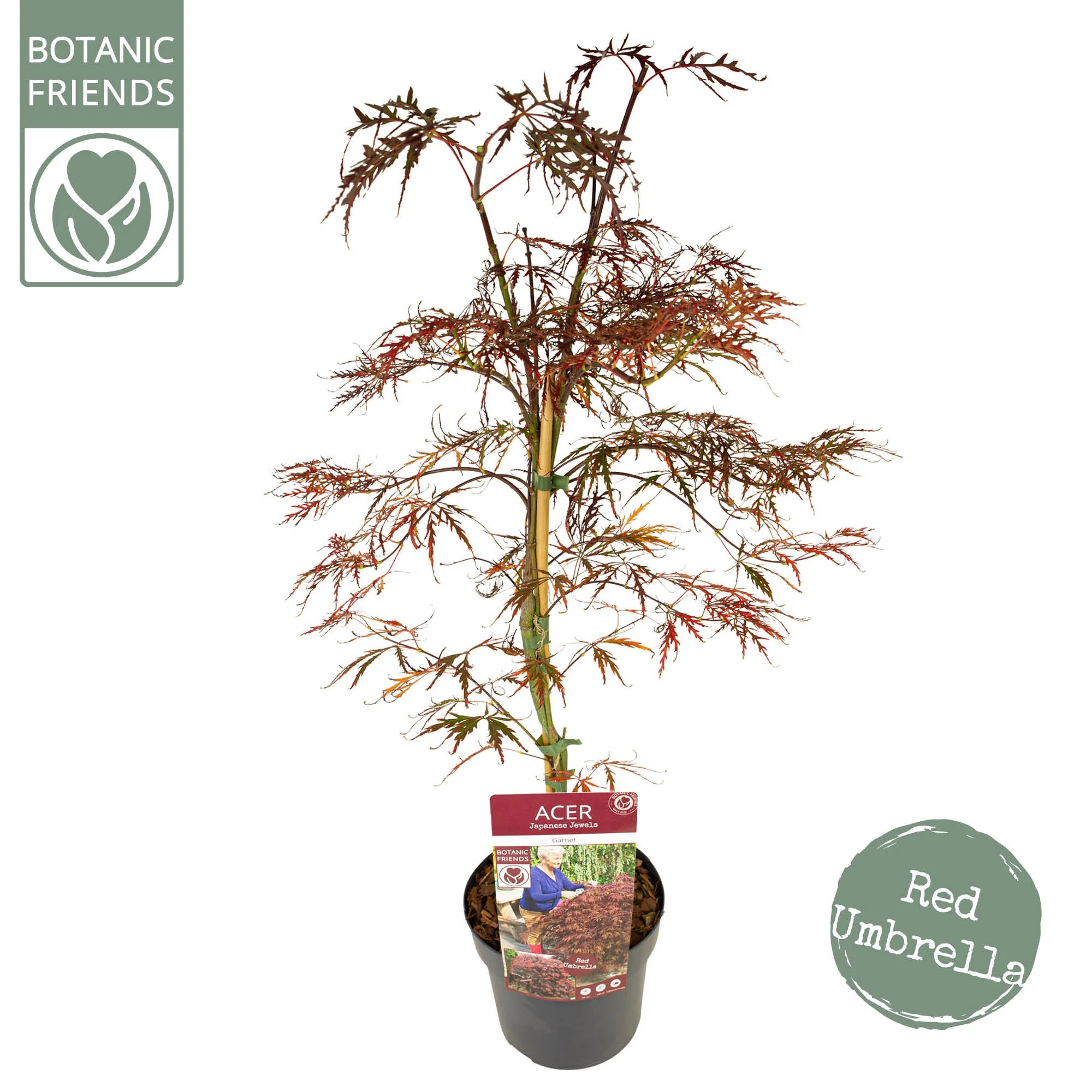 Acer palm. Garnet Tower - Image 5